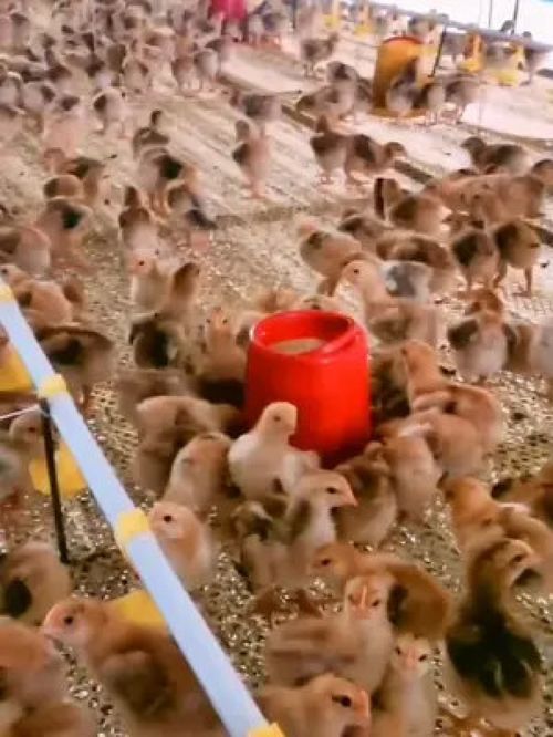 科學養殖與光禽屠宰 提升家禽與水產養殖效益的實用指南