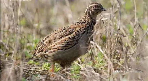 家禽用藥小常識與光禽的屠宰及生產指南